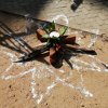 Thai pongal Festival